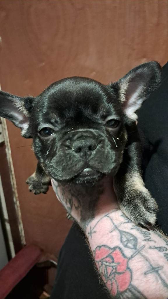 French bulldog puppy ready to leave 
