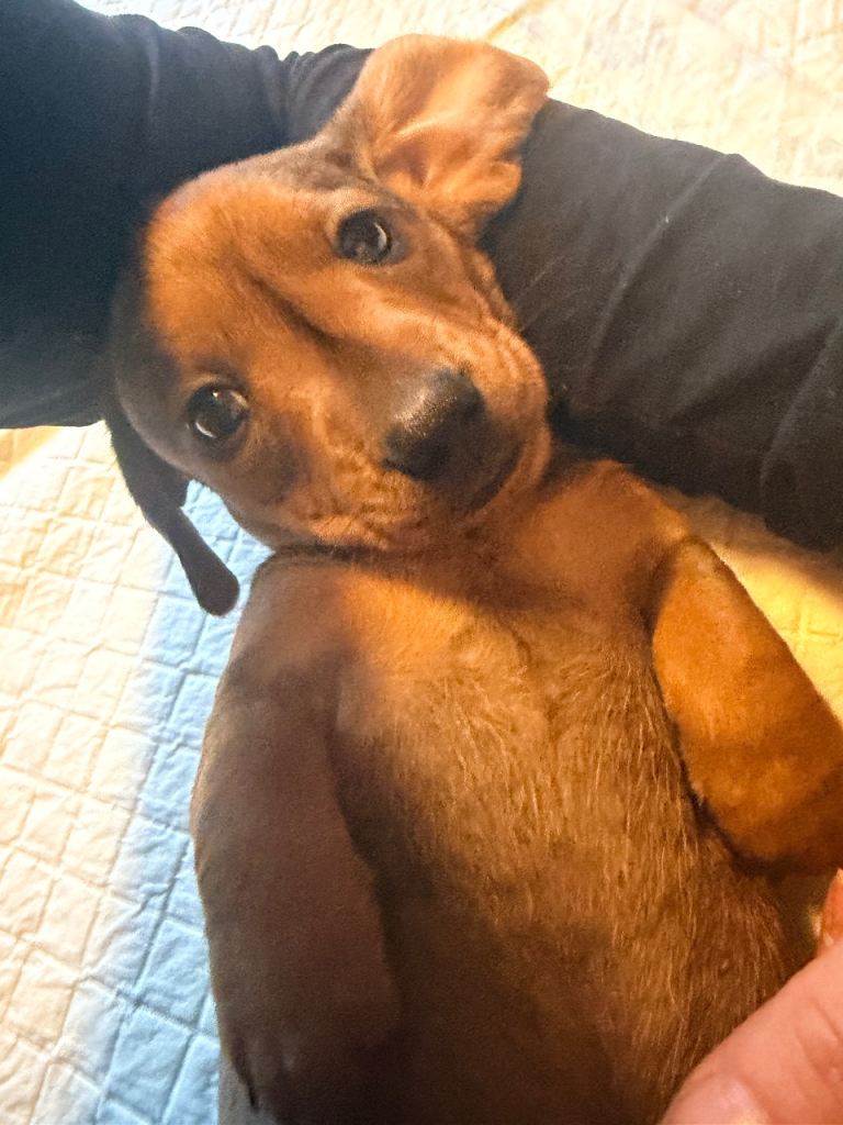 7 week old Miniature Dachshunds 🩵🩷