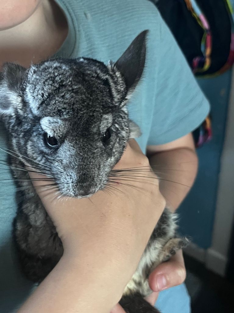 Chinchillas and cage