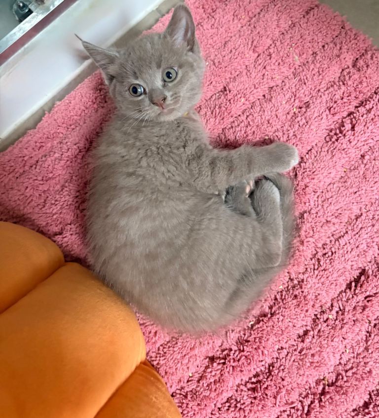 Ragdoll x British shorthair kittens
