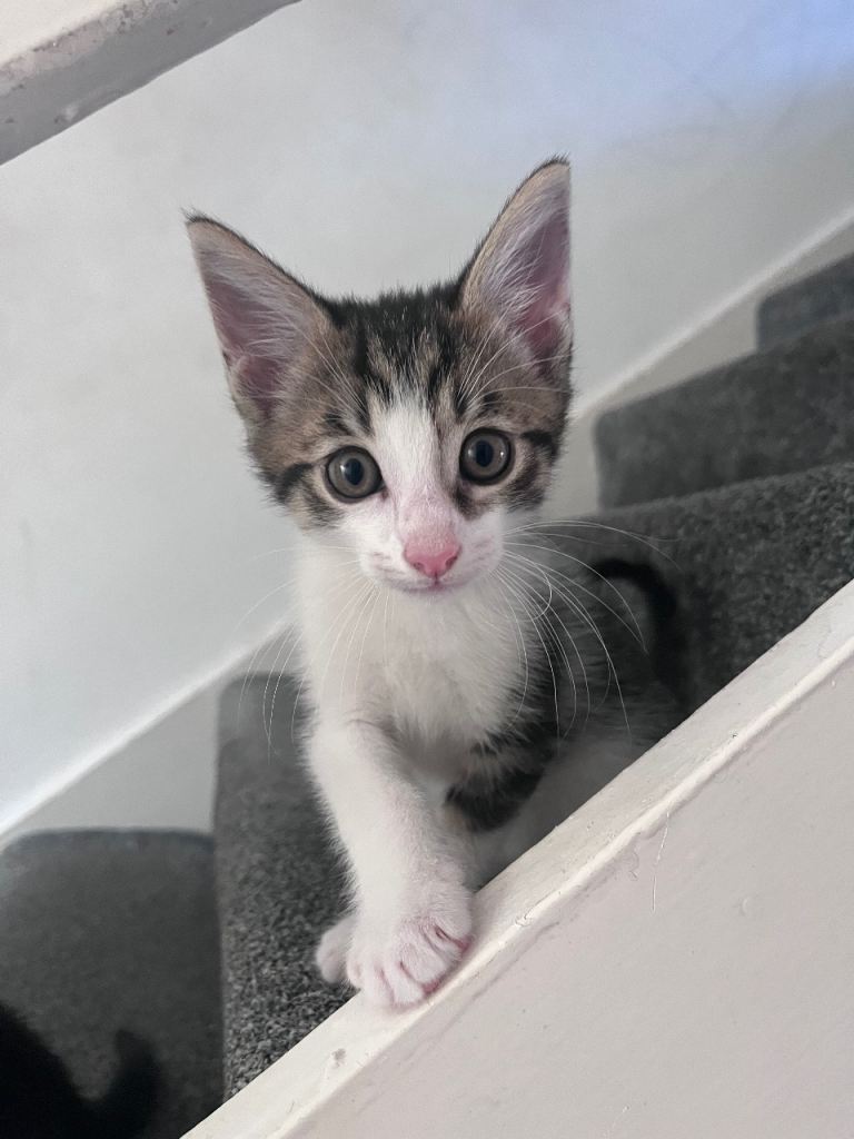 Beautiful 9 week old kittens mixed breed Turkish angora and tabby.