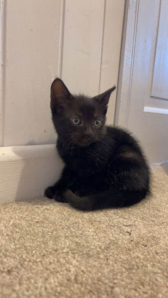 Beautiful female black kittens - ONLY 1 GIRL LEFT