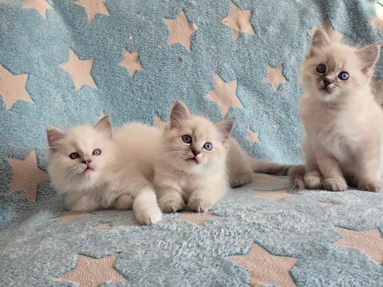 Ragdoll kitten boys
