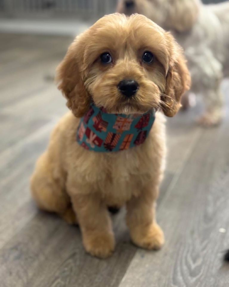 Cavapoo 