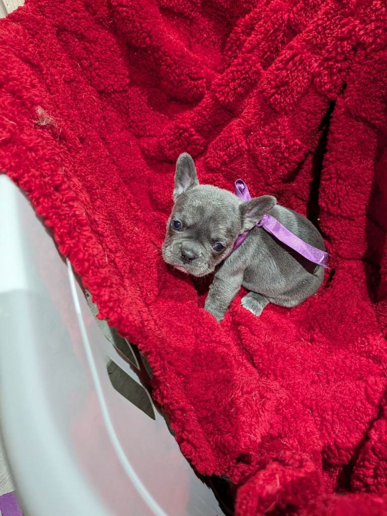 french bulldog pups adorable 