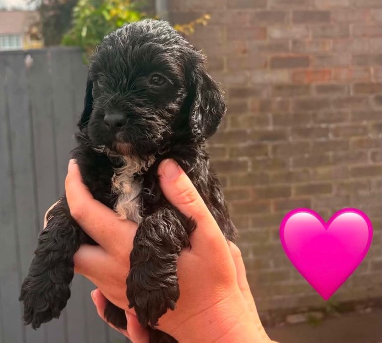 Cockapoo