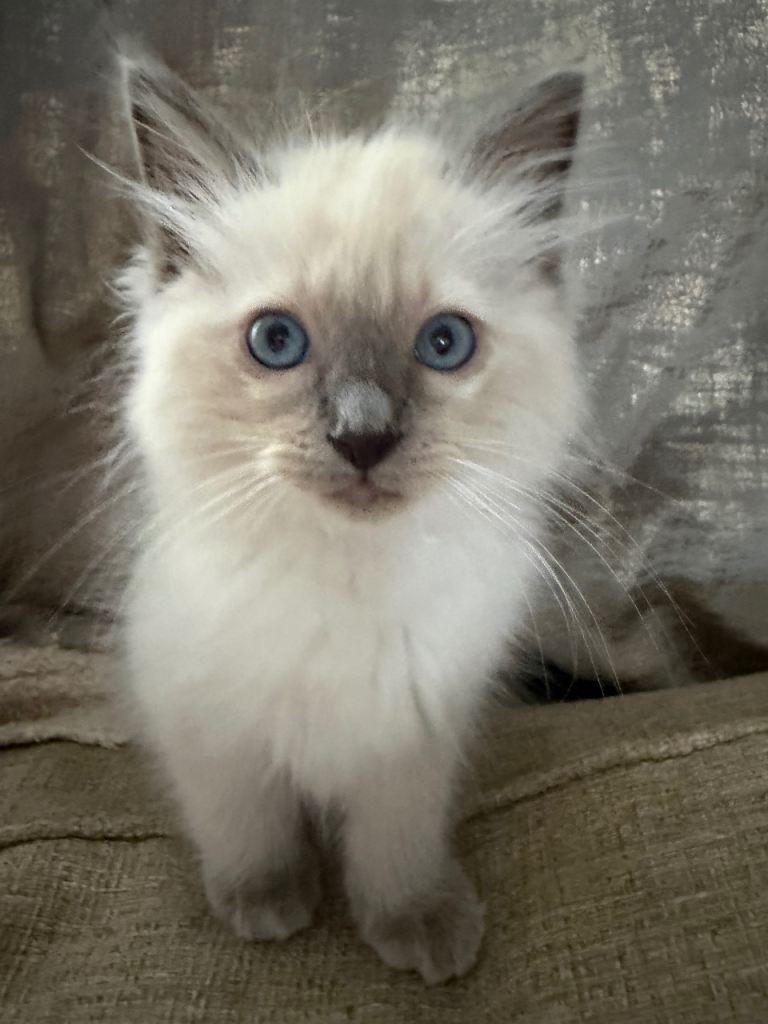 Gorgeous Blue-Eyed Ragdoll Kittens Ready for Loving Homes