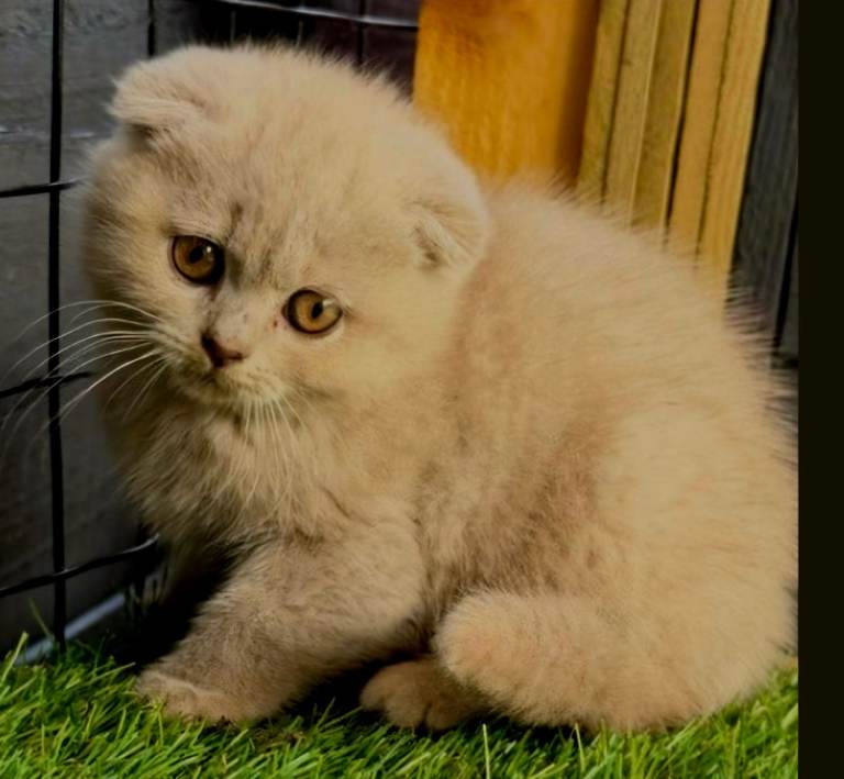 Gorgeous BSH 