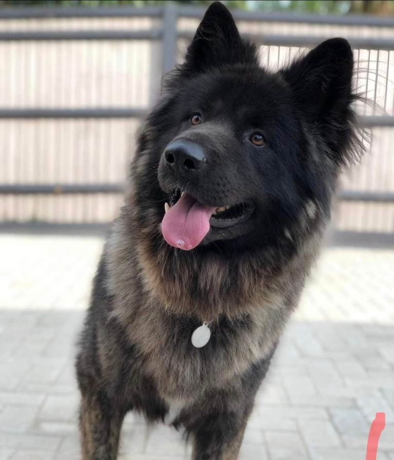 German shepherd/Akita