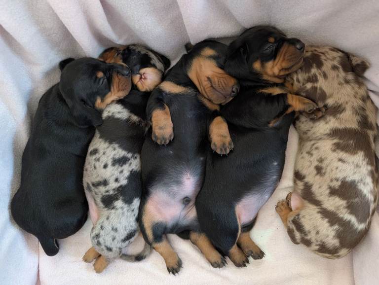Standard dachshund puppies