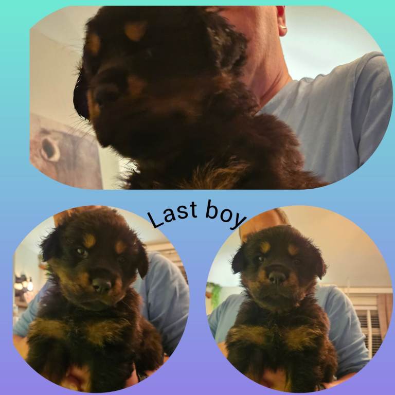 Rottweiler puppies last 1 boy ready now kc registered 