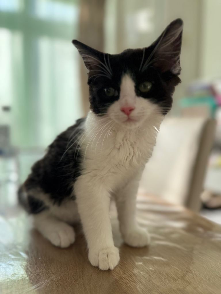 Tux, a long haired male tuxedo kitten