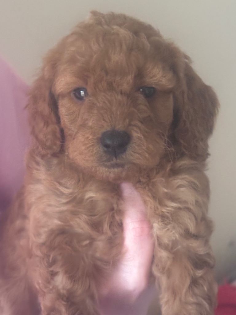 Cockapoo puppies 