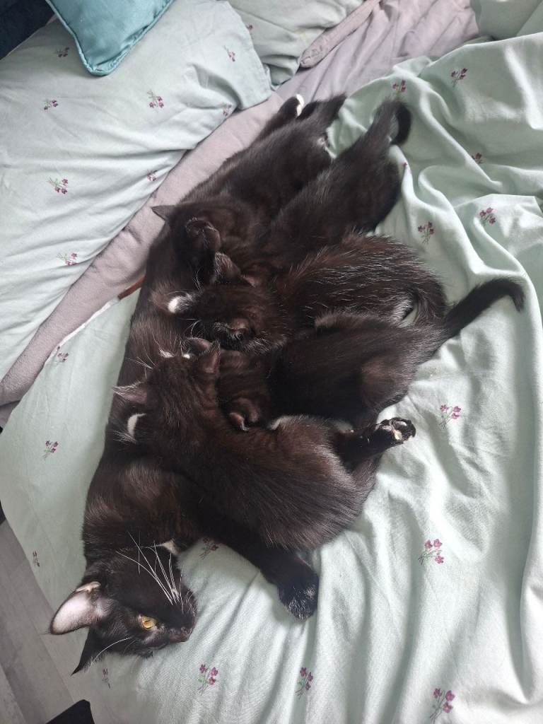 Kittens £75