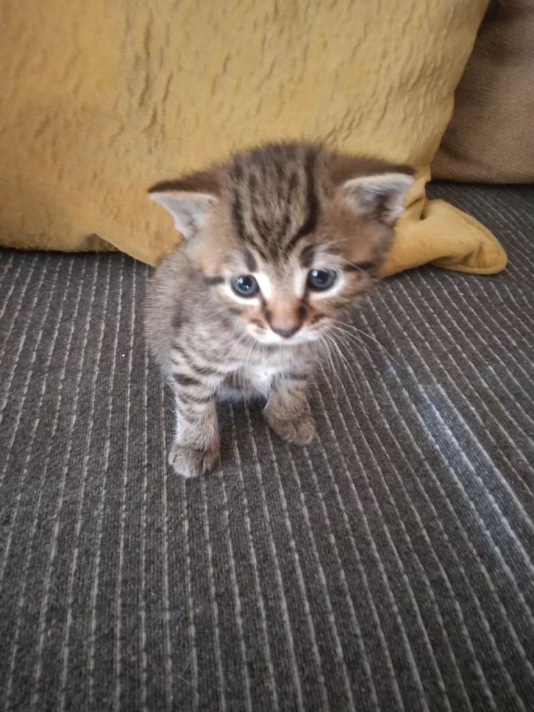 3 lovely kittens for sale 