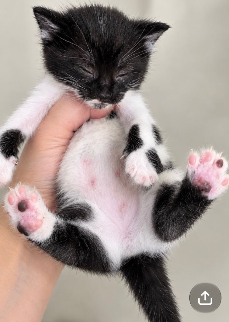 Turkish black and white angora kitten 