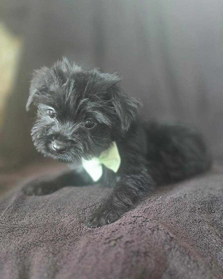 Yorkshire terrier 