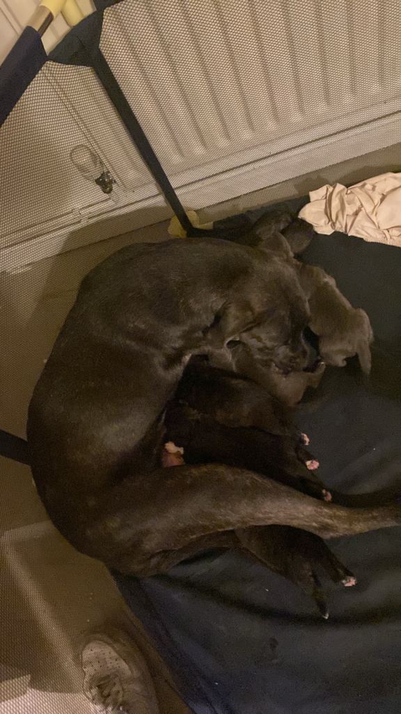 Cane corso x pressa canaro puppy’s 