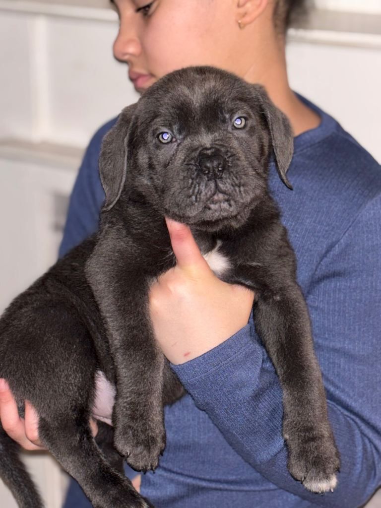 Cane Corso puppies 🐶 2xBoys Available REDUCED 