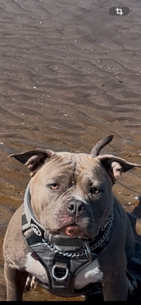 Staffy s short legged and stocky,
