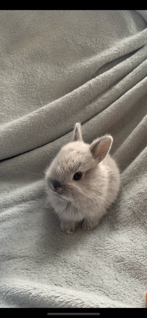 Stunning pure bred Netherlands dwarf 