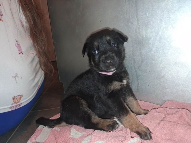 German shepherds cross Belgium Malinois 