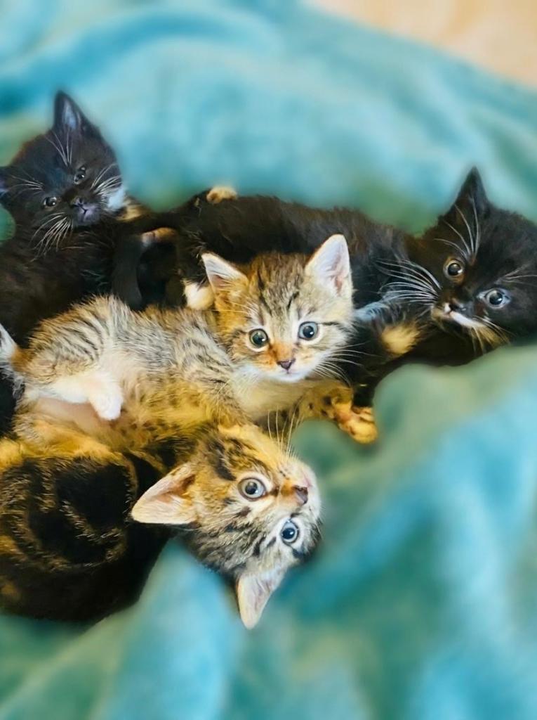 Four lovely kittens for sale