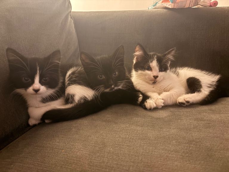 Kittens ready for forever homes