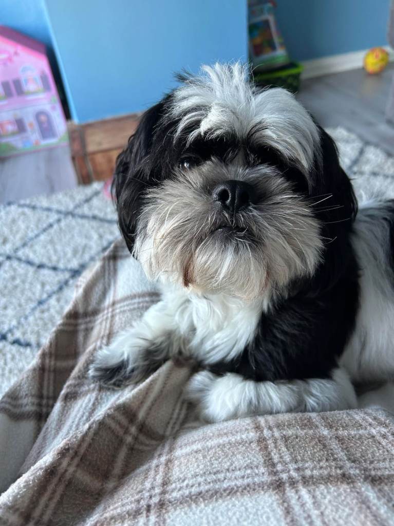 Shih Tzu pups - only two left 