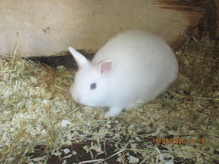 Netherland Dwarf Rabbits, 1 girl 1boy