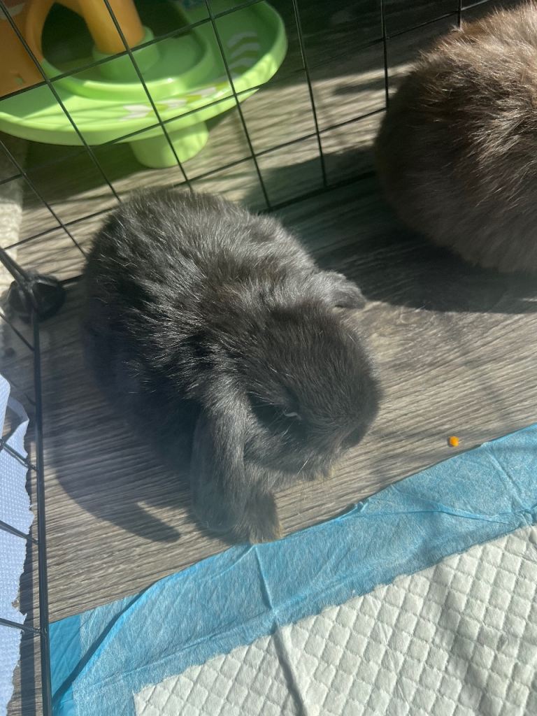 Baby mini lops