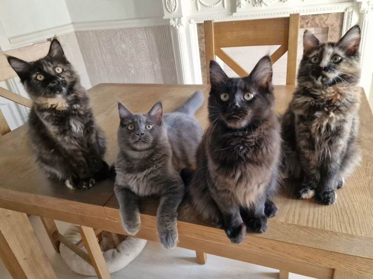 4 maine coons in Bury
