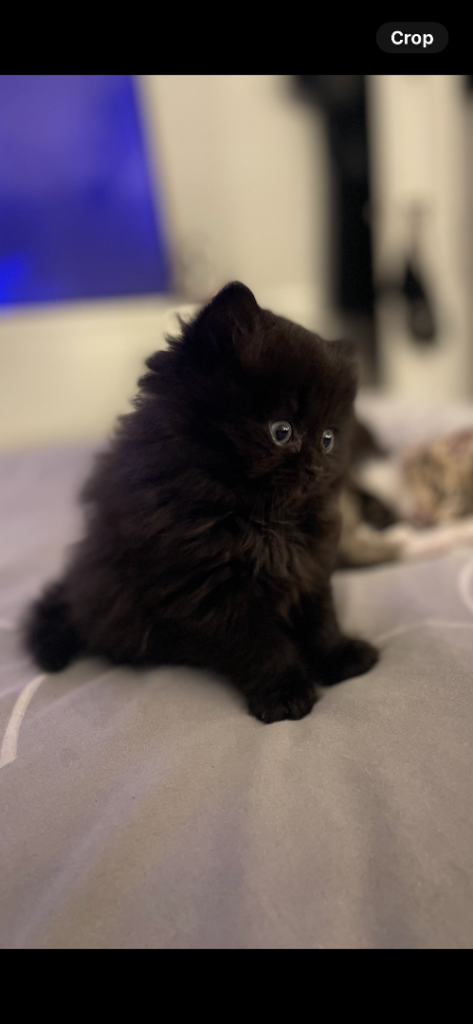 Longhaired British shorthair kitten
