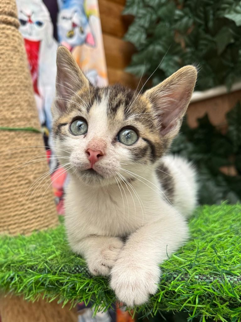 MALE KITTEN READY NOW 