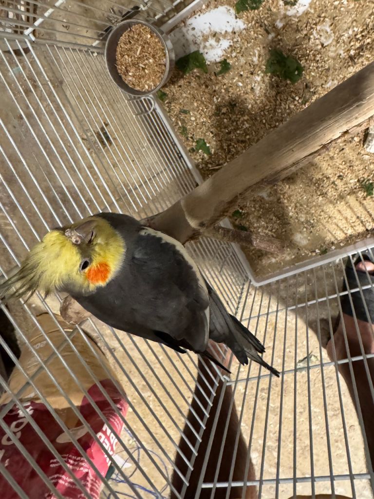 Cockatiel  Pair and cage for Sale