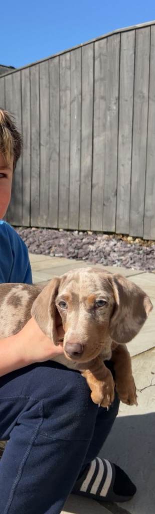 Beautiful Piebald Miniature Dachshund