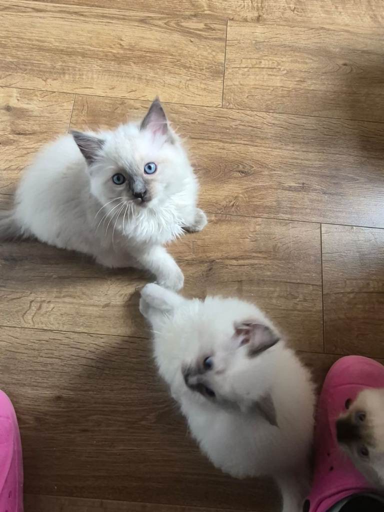 Ragdoll type kittens 