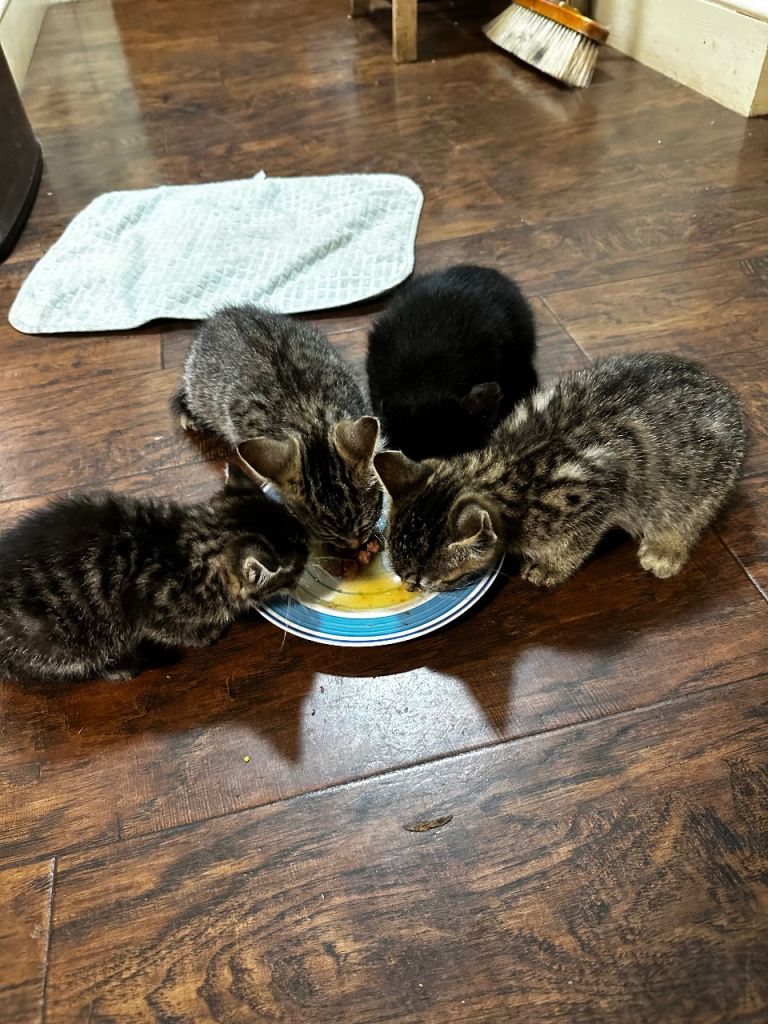Kittens 