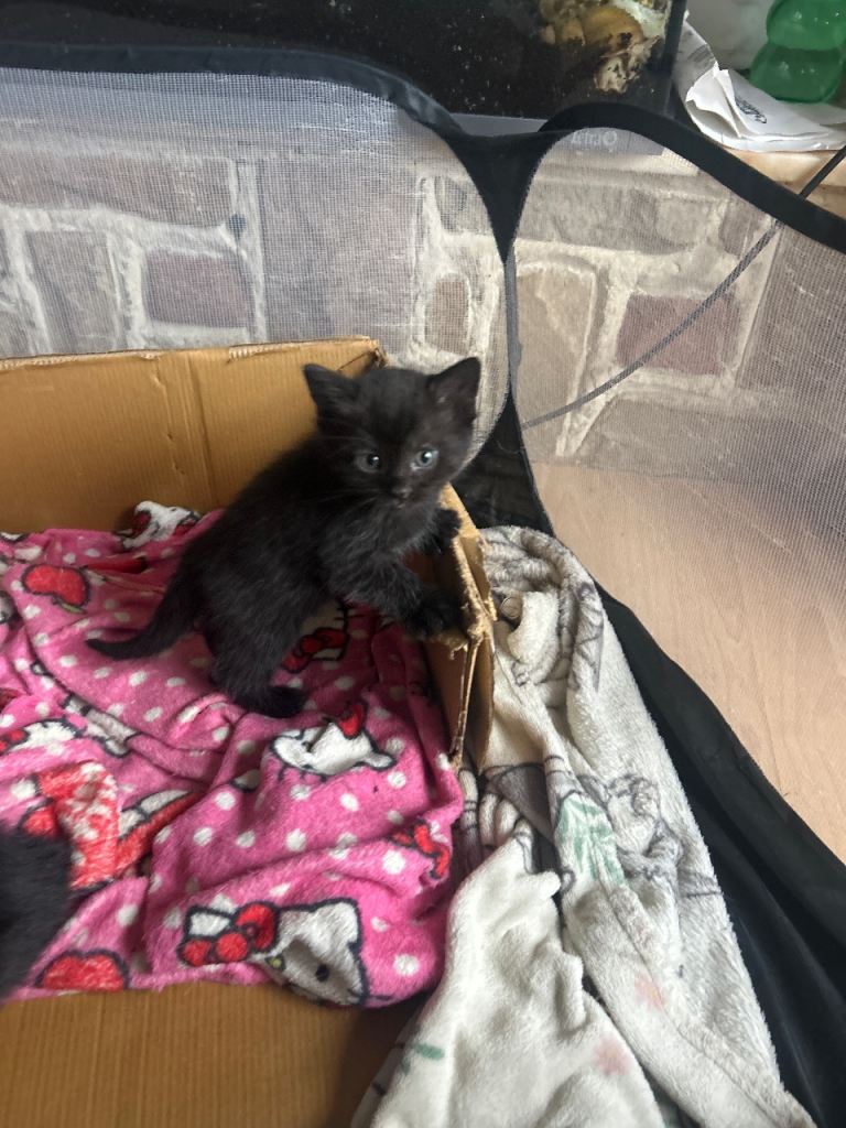 Kittens 