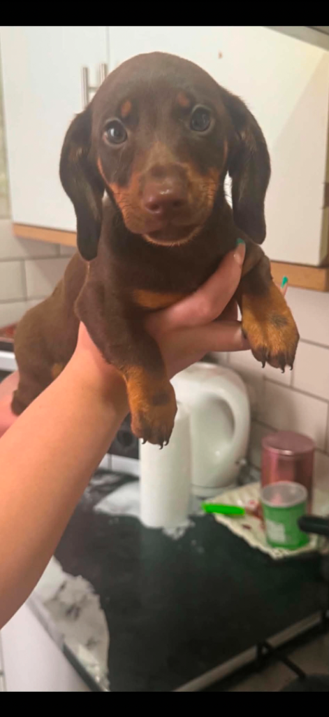 Miniature dachshund 