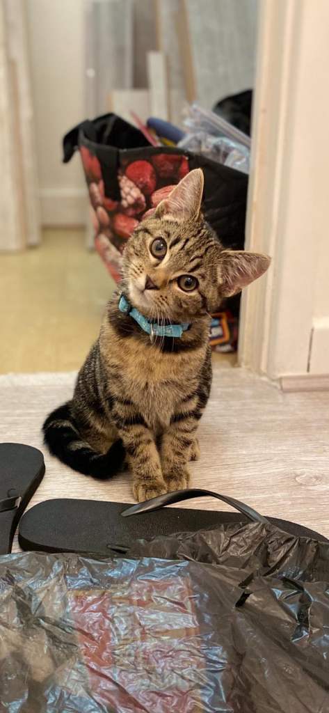 3 year old male cat in need of rehoming 