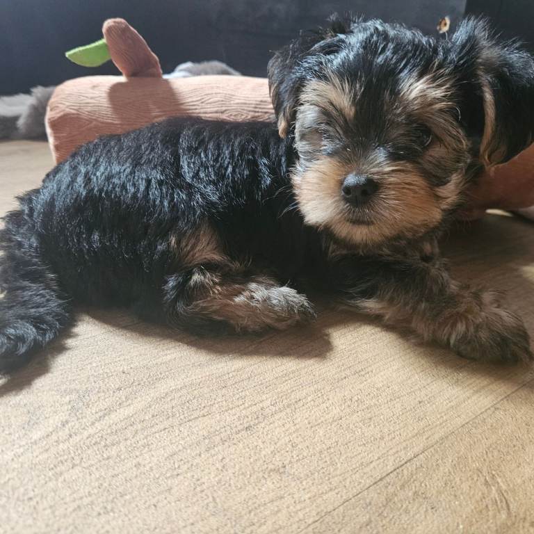 Mini yorkie x yorkshire terrier pups 