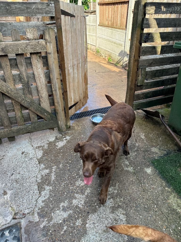 Labrador female 3 years old 