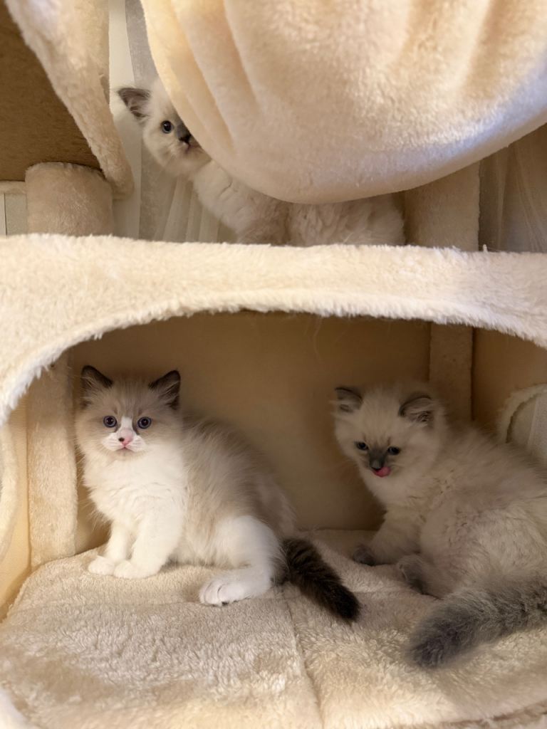 Gorgeous Ragdoll Boys Looking for Their Forever Homes 🐾🤍