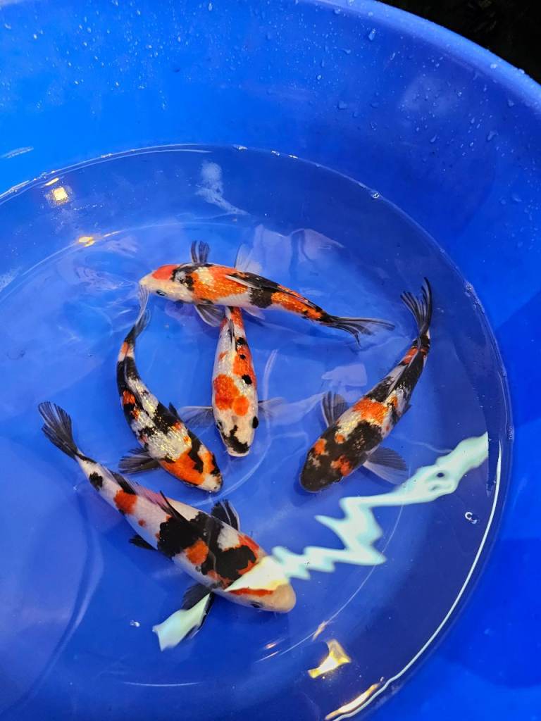 Japanese koi