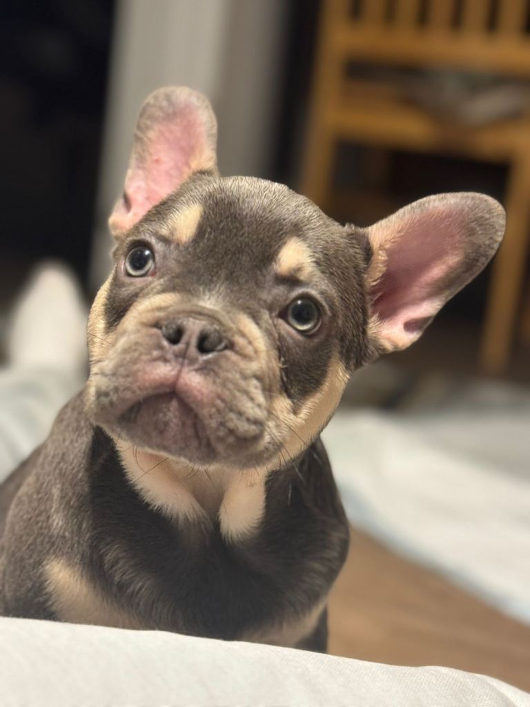 Blue French Bulldog Puppy – £2,500