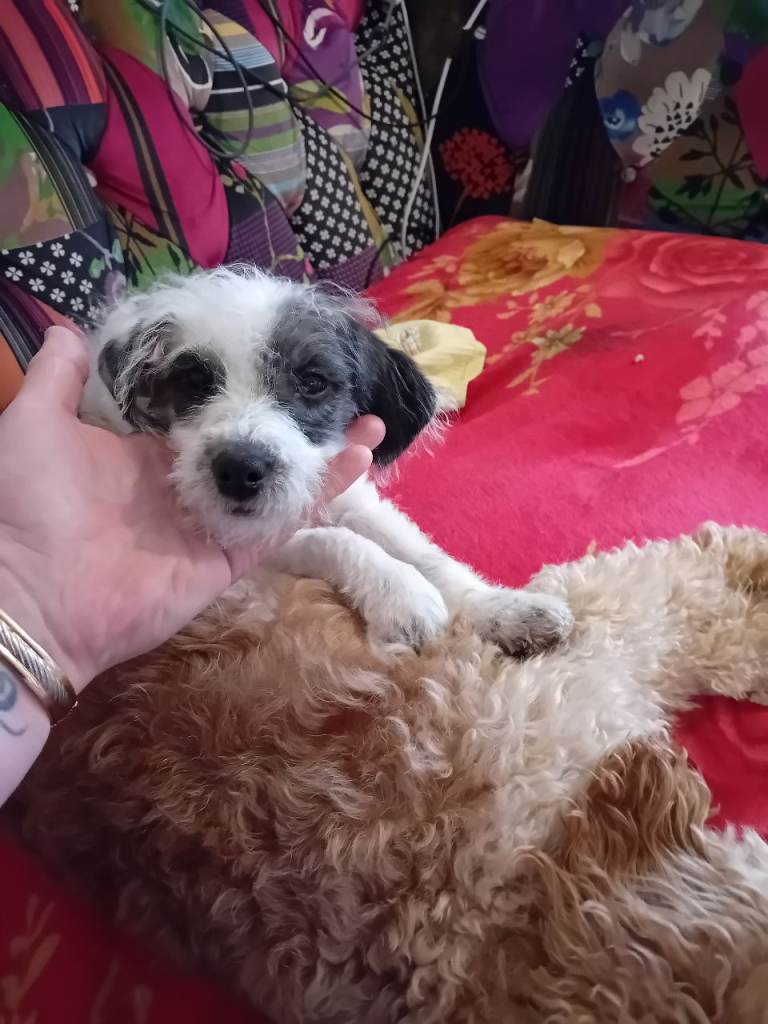Jackapoo