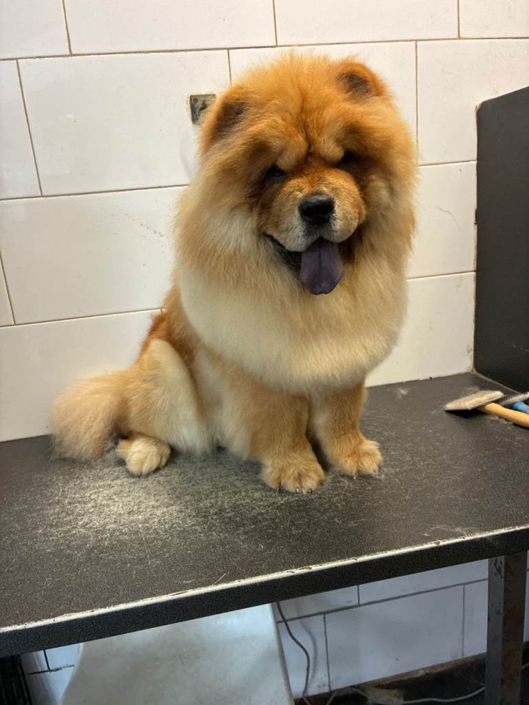 Chow chow 