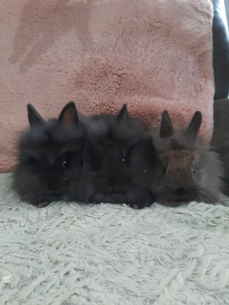 Double mane lionheads 