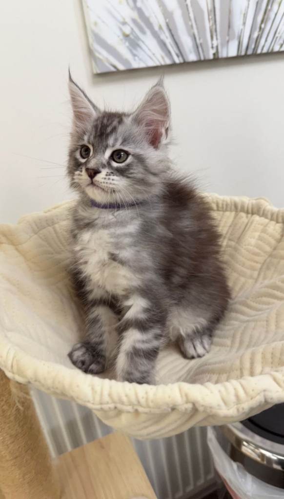 (Only TWO LEFT) Purebred Maine Coon Kittn girls